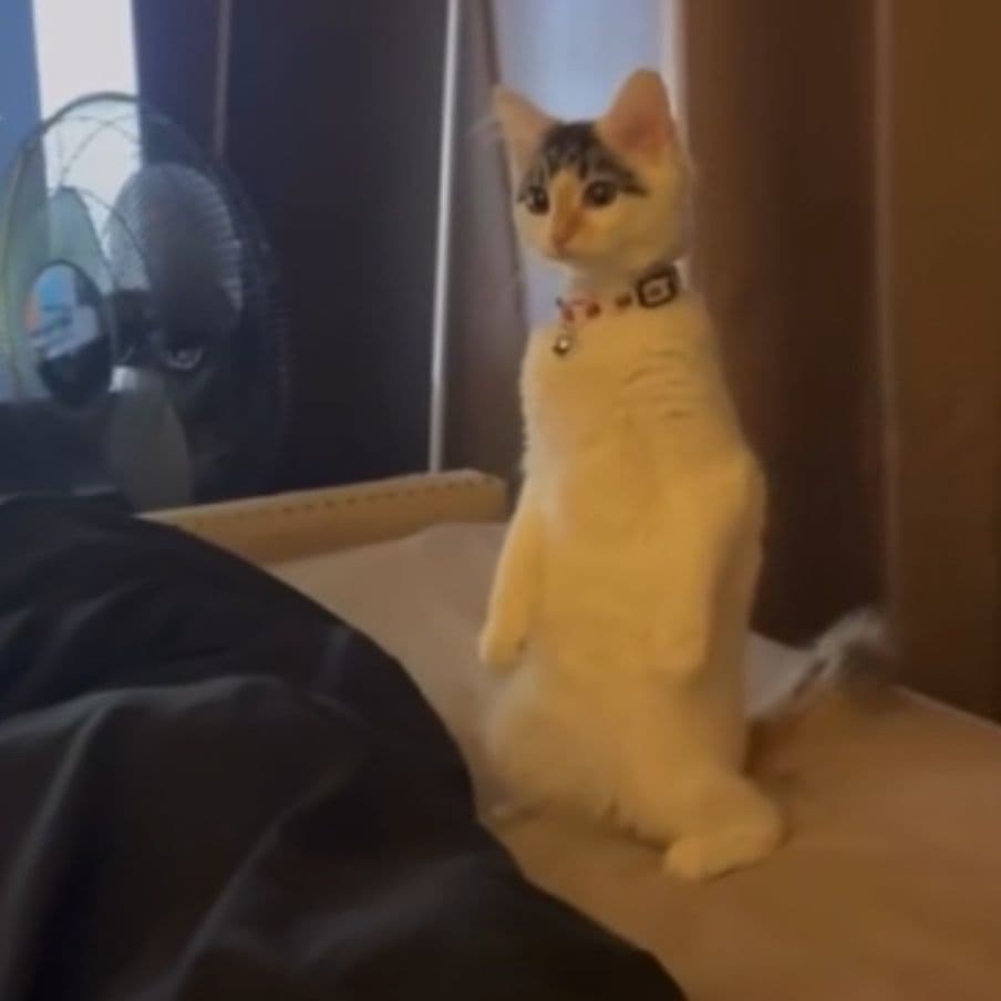 Qmeh4sjnsCPdonEtX8RS4cxizjgkxqLFovyAUhhVSGmMKF